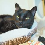 Pet of the Week